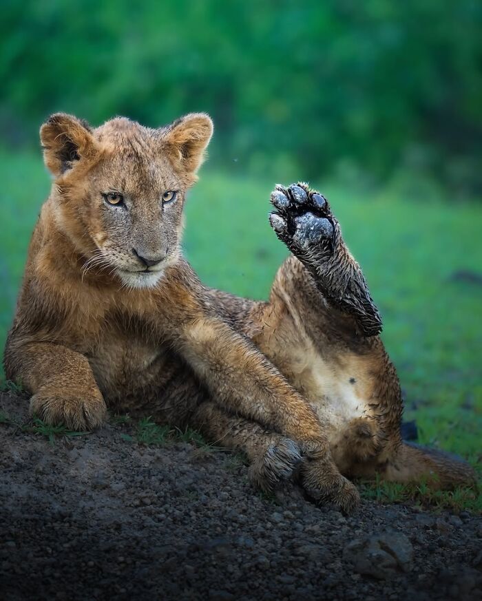 These 58 Wildlife Photos By Alexandra Surkova Show Why Patience Is Everything In Nature Photography These 58 Wildlife Photos By Alexandra Surkova Show Why Patience Is Everything In Nature Photography