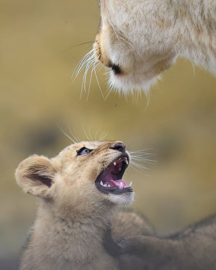 These 58 Wildlife Photos By Alexandra Surkova Show Why Patience Is Everything In Nature Photography These 58 Wildlife Photos By Alexandra Surkova Show Why Patience Is Everything In Nature Photography