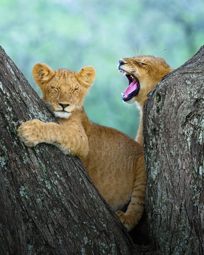 These 58 Wildlife Photos By Alexandra Surkova Show Why Patience Is Everything In Nature Photography These 58 Wildlife Photos By Alexandra Surkova Show Why Patience Is Everything In Nature Photography