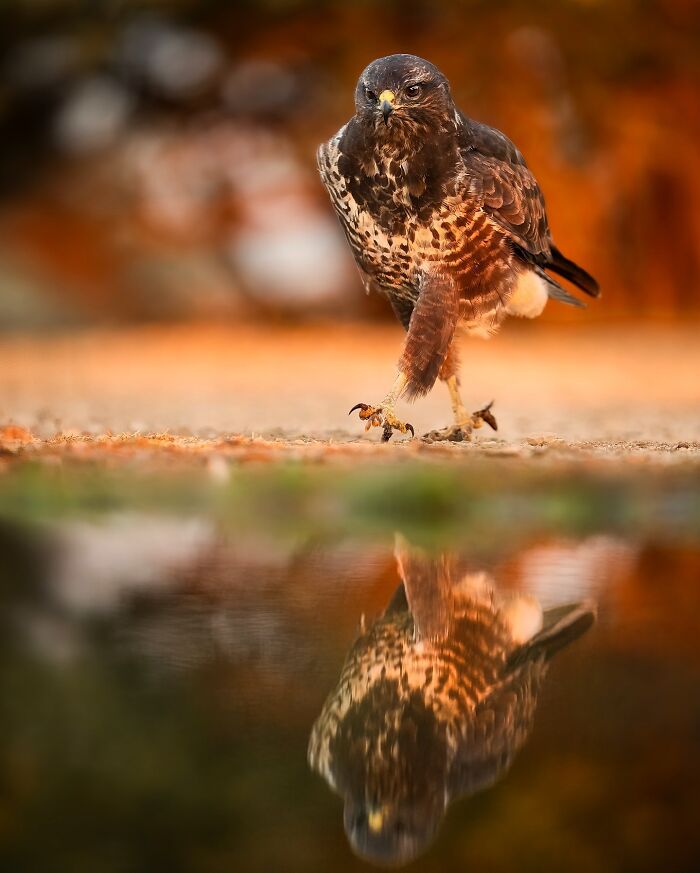 These 58 Wildlife Photos By Alexandra Surkova Show Why Patience Is Everything In Nature Photography These 58 Wildlife Photos By Alexandra Surkova Show Why Patience Is Everything In Nature Photography