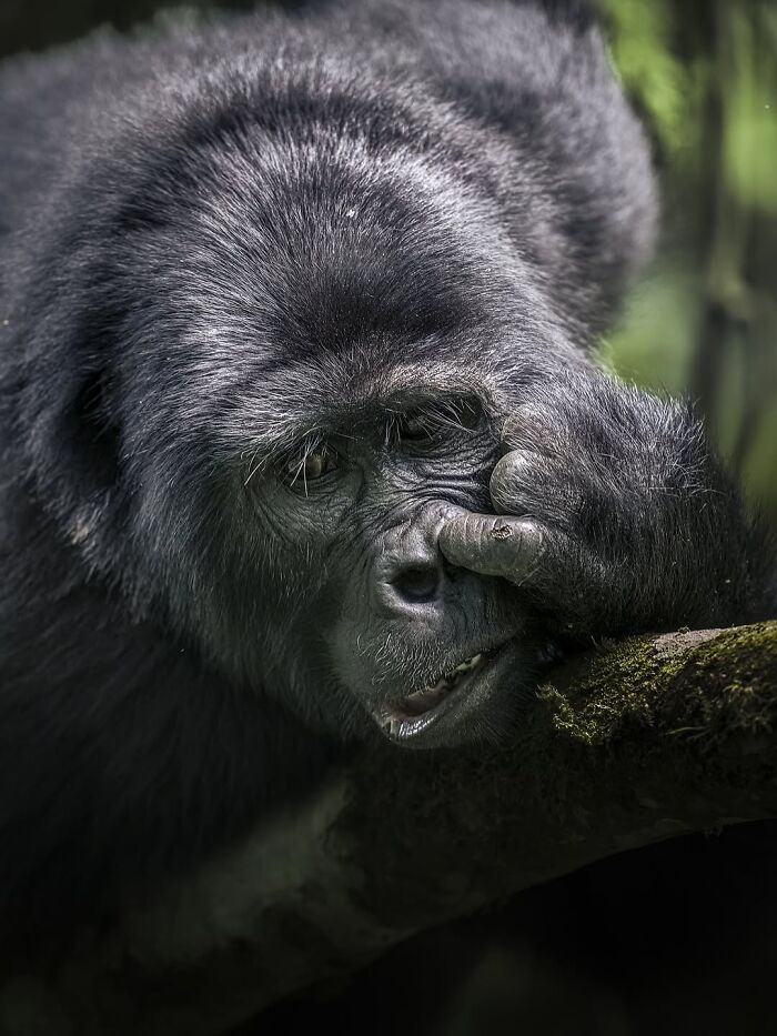 These 58 Wildlife Photos By Alexandra Surkova Show Why Patience Is Everything In Nature Photography These 58 Wildlife Photos By Alexandra Surkova Show Why Patience Is Everything In Nature Photography