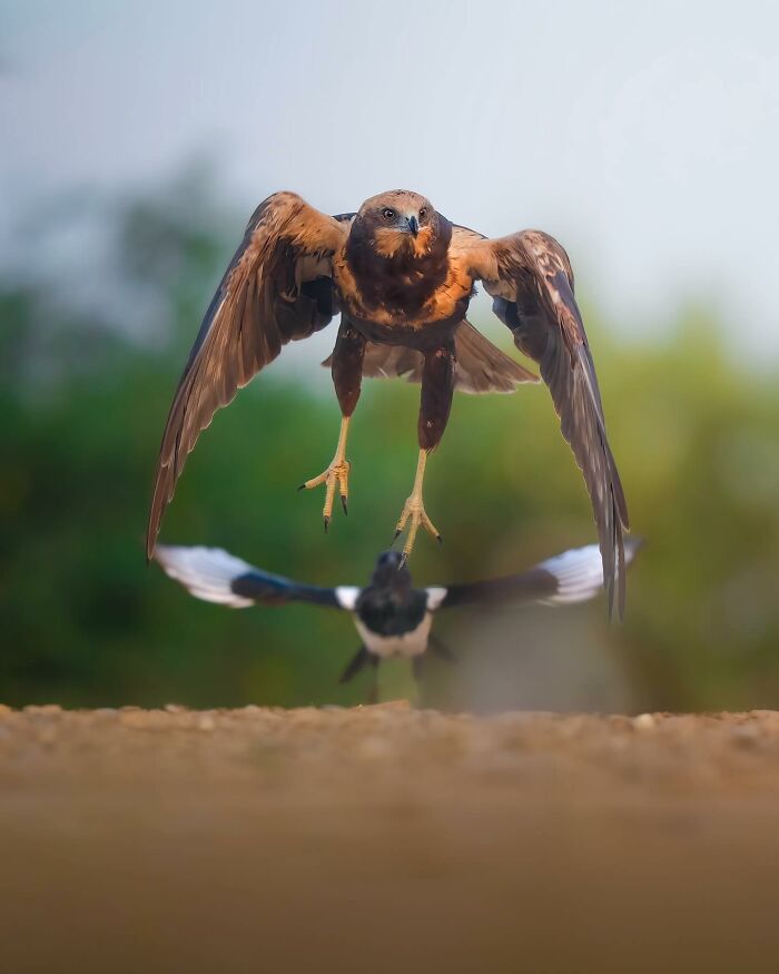 These 58 Wildlife Photos By Alexandra Surkova Show Why Patience Is Everything In Nature Photography These 58 Wildlife Photos By Alexandra Surkova Show Why Patience Is Everything In Nature Photography