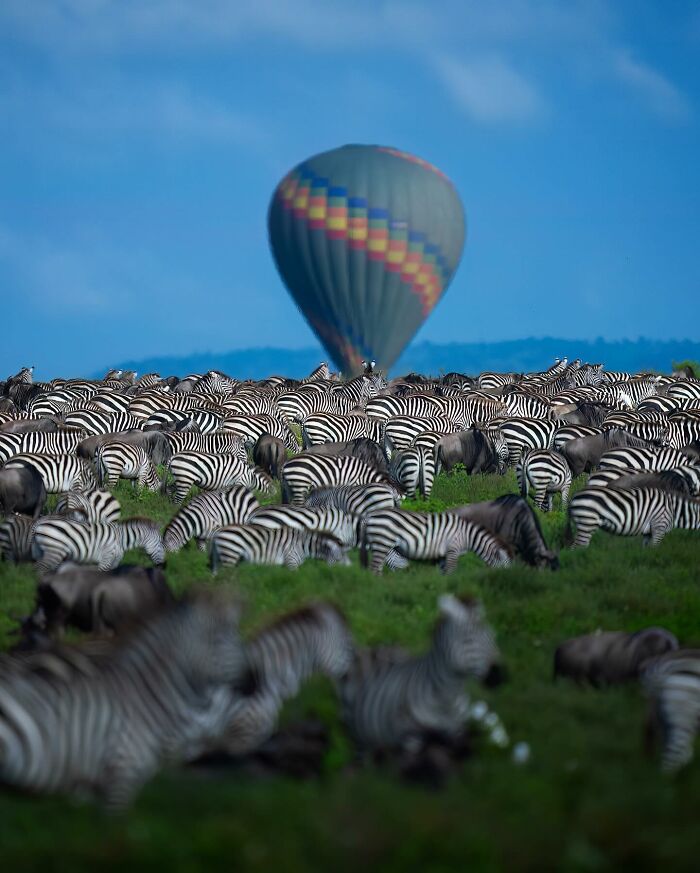 These 58 Wildlife Photos By Alexandra Surkova Show Why Patience Is Everything In Nature Photography These 58 Wildlife Photos By Alexandra Surkova Show Why Patience Is Everything In Nature Photography