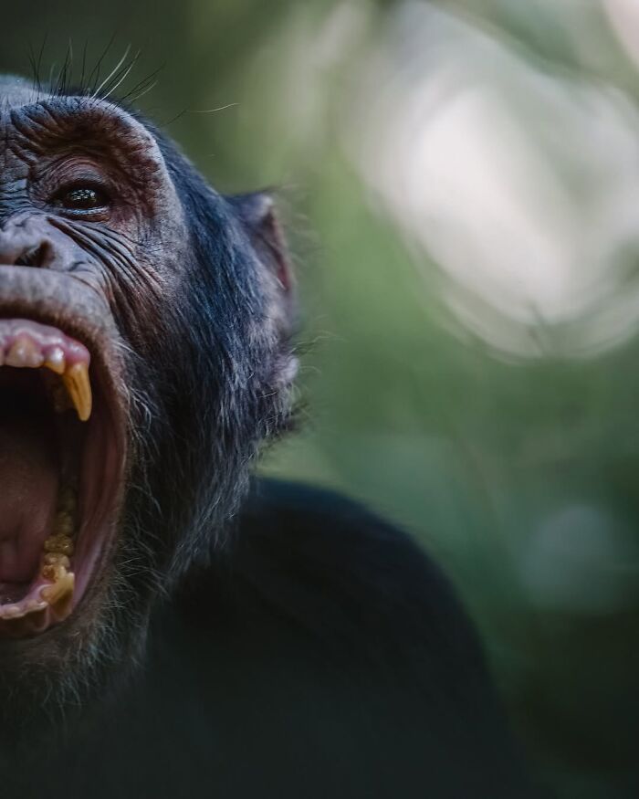 These 58 Wildlife Photos By Alexandra Surkova Show Why Patience Is Everything In Nature Photography These 58 Wildlife Photos By Alexandra Surkova Show Why Patience Is Everything In Nature Photography