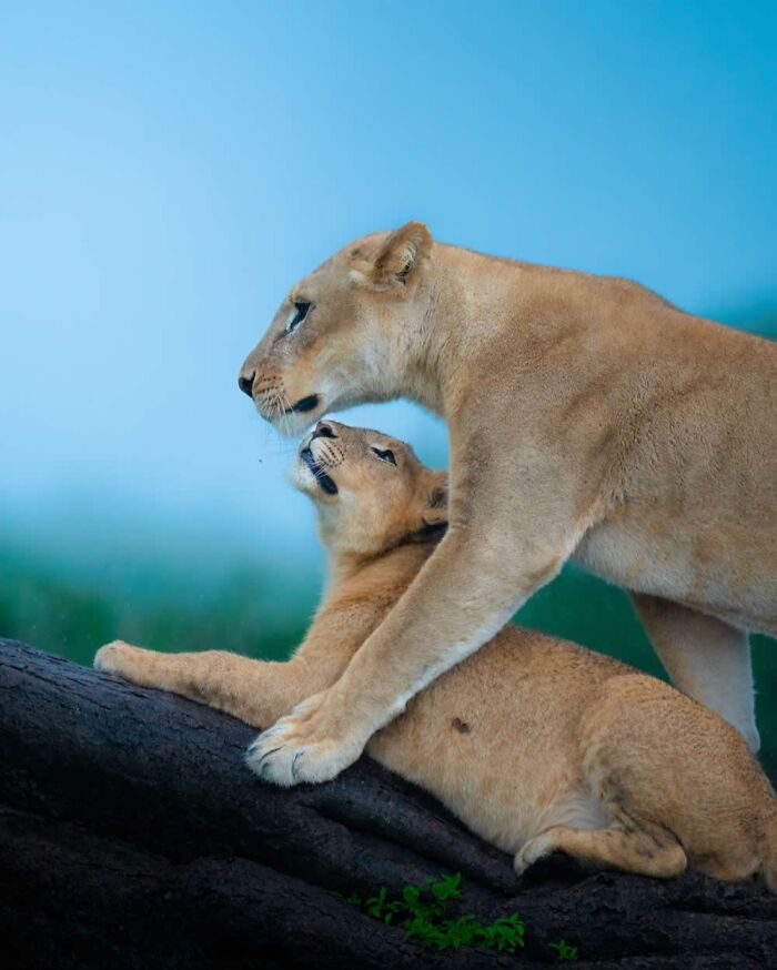 These 58 Wildlife Photos By Alexandra Surkova Show Why Patience Is Everything In Nature Photography These 58 Wildlife Photos By Alexandra Surkova Show Why Patience Is Everything In Nature Photography