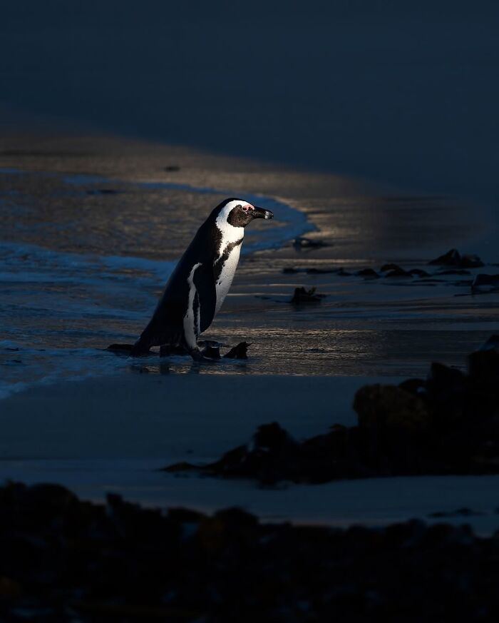 These 58 Wildlife Photos By Alexandra Surkova Show Why Patience Is Everything In Nature Photography These 58 Wildlife Photos By Alexandra Surkova Show Why Patience Is Everything In Nature Photography