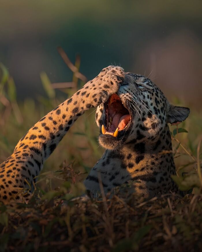 These 58 Wildlife Photos By Alexandra Surkova Show Why Patience Is Everything In Nature Photography These 58 Wildlife Photos By Alexandra Surkova Show Why Patience Is Everything In Nature Photography