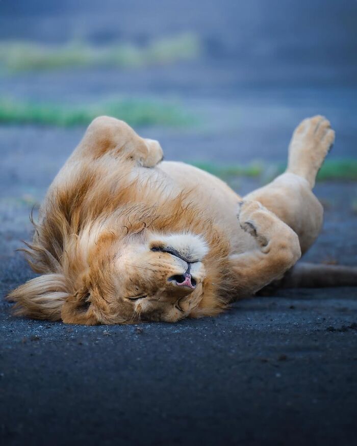 These 58 Wildlife Photos By Alexandra Surkova Show Why Patience Is Everything In Nature Photography These 58 Wildlife Photos By Alexandra Surkova Show Why Patience Is Everything In Nature Photography