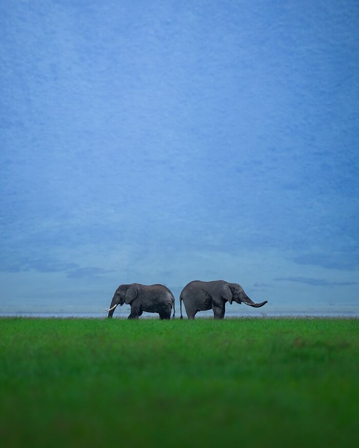 These 58 Wildlife Photos By Alexandra Surkova Show Why Patience Is Everything In Nature Photography These 58 Wildlife Photos By Alexandra Surkova Show Why Patience Is Everything In Nature Photography