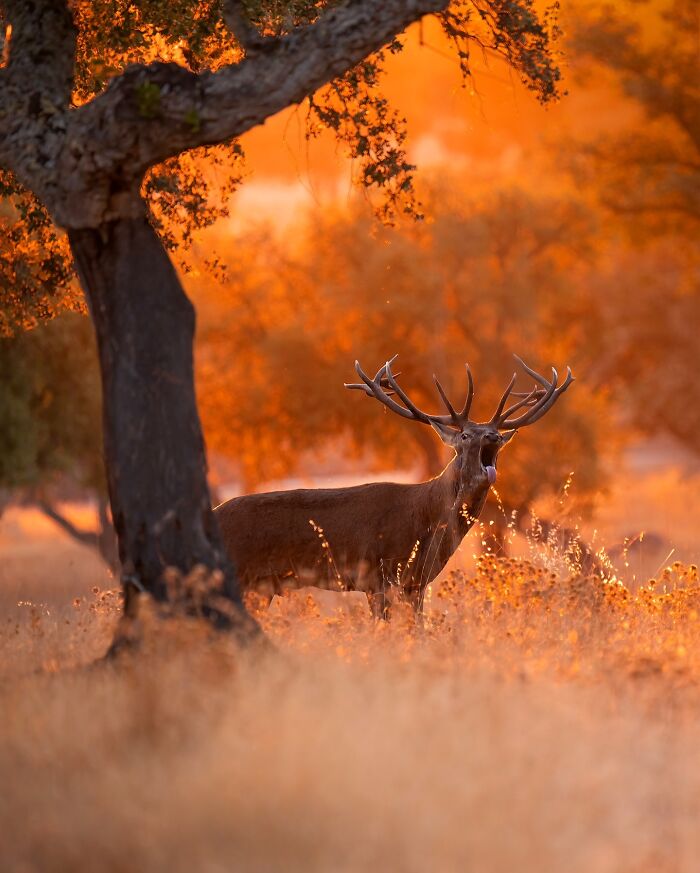 These 58 Wildlife Photos By Alexandra Surkova Show Why Patience Is Everything In Nature Photography These 58 Wildlife Photos By Alexandra Surkova Show Why Patience Is Everything In Nature Photography