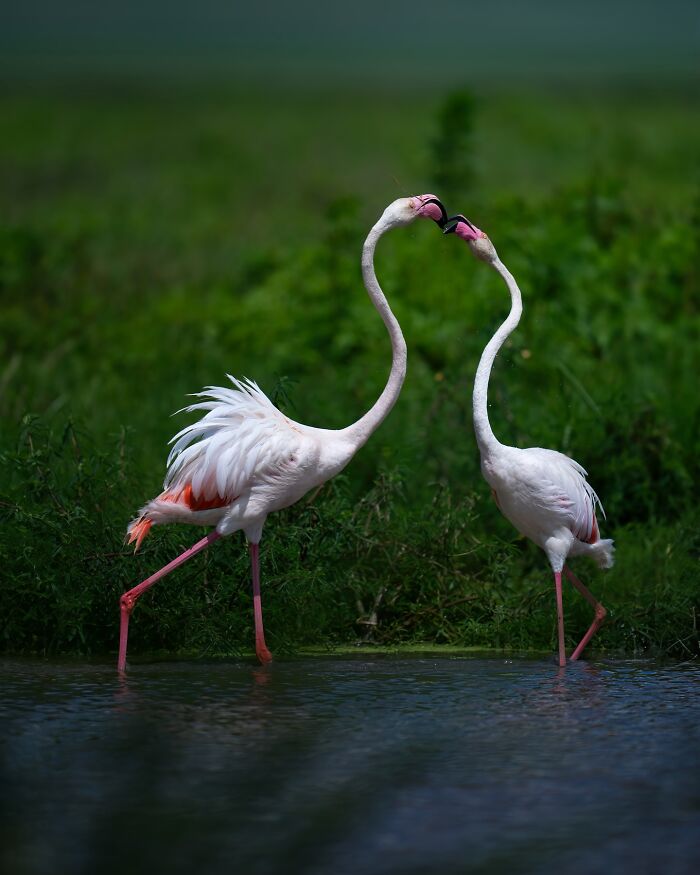 These 58 Wildlife Photos By Alexandra Surkova Show Why Patience Is Everything In Nature Photography These 58 Wildlife Photos By Alexandra Surkova Show Why Patience Is Everything In Nature Photography