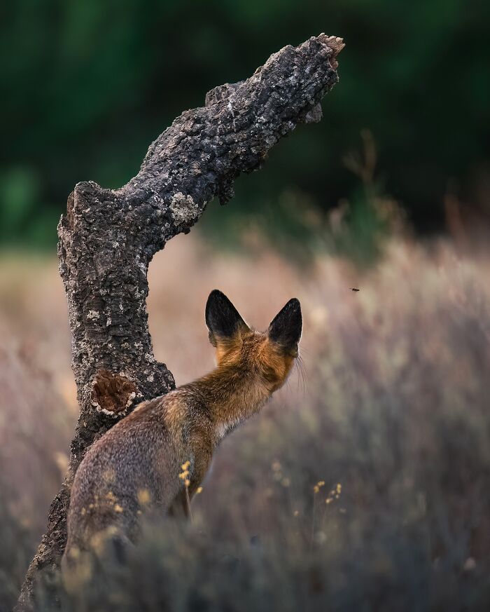 These 58 Wildlife Photos By Alexandra Surkova Show Why Patience Is Everything In Nature Photography These 58 Wildlife Photos By Alexandra Surkova Show Why Patience Is Everything In Nature Photography