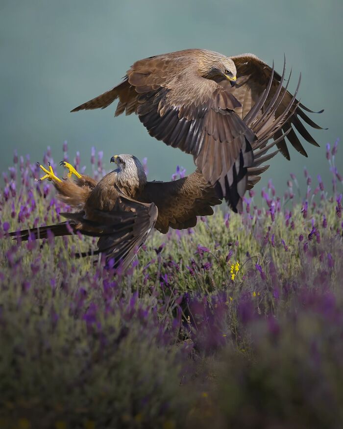 These 58 Wildlife Photos By Alexandra Surkova Show Why Patience Is Everything In Nature Photography These 58 Wildlife Photos By Alexandra Surkova Show Why Patience Is Everything In Nature Photography