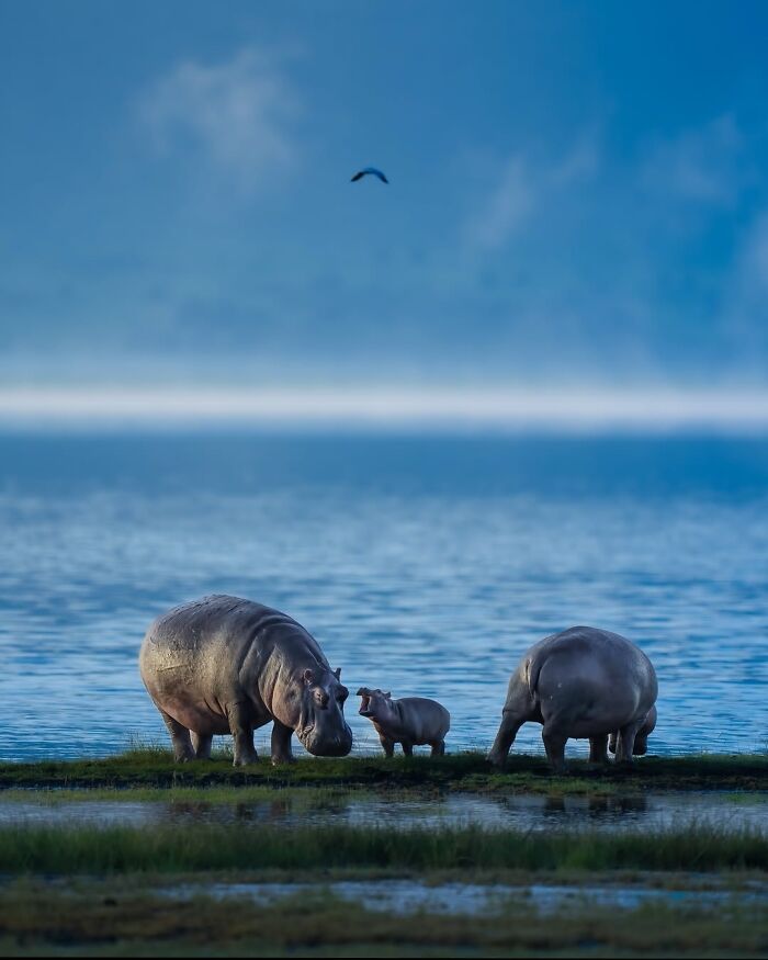 These 58 Wildlife Photos By Alexandra Surkova Show Why Patience Is Everything In Nature Photography These 58 Wildlife Photos By Alexandra Surkova Show Why Patience Is Everything In Nature Photography