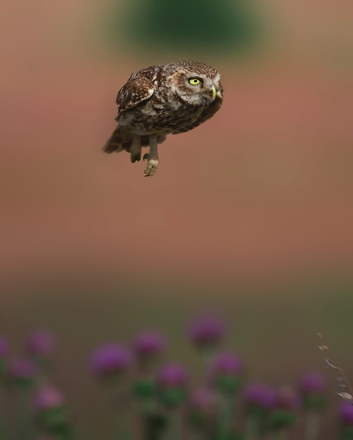 These 58 Wildlife Photos By Alexandra Surkova Show Why Patience Is Everything In Nature Photography These 58 Wildlife Photos By Alexandra Surkova Show Why Patience Is Everything In Nature Photography
