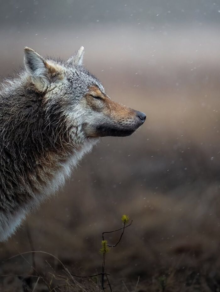 These 58 Wildlife Photos By Alexandra Surkova Show Why Patience Is Everything In Nature Photography These 58 Wildlife Photos By Alexandra Surkova Show Why Patience Is Everything In Nature Photography