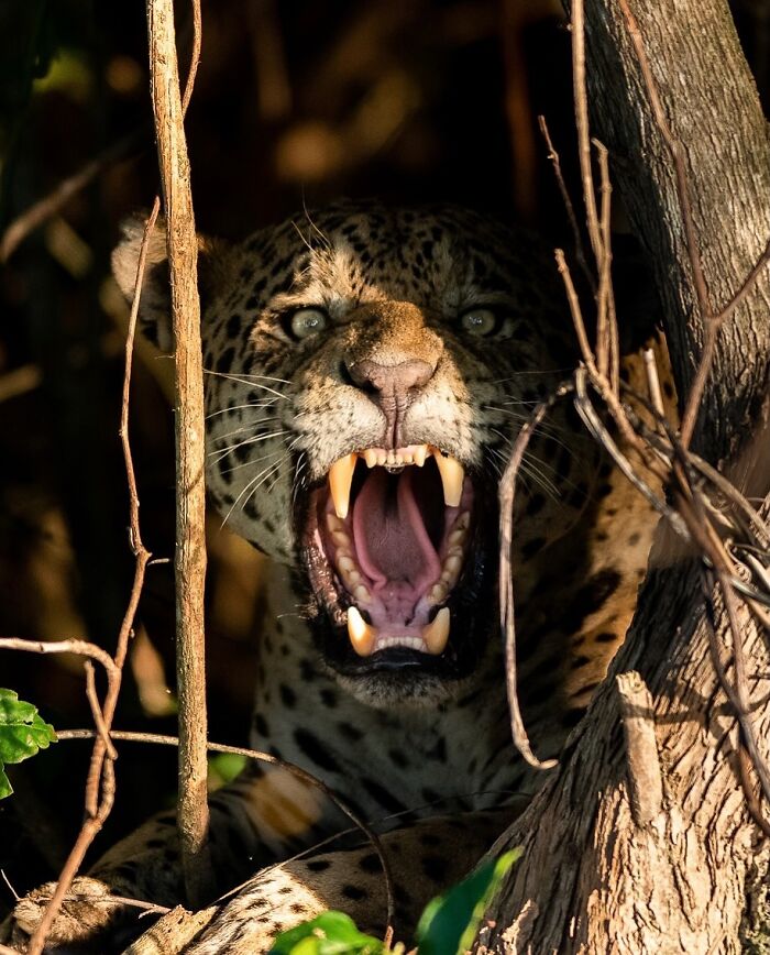 These 58 Wildlife Photos By Alexandra Surkova Show Why Patience Is Everything In Nature Photography These 58 Wildlife Photos By Alexandra Surkova Show Why Patience Is Everything In Nature Photography