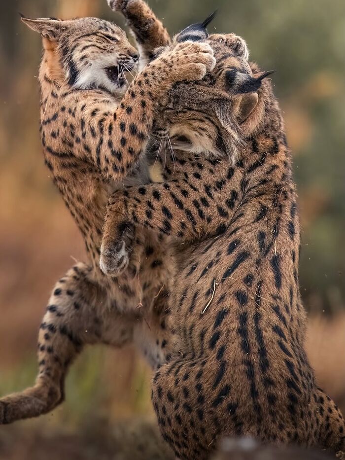 These 58 Wildlife Photos By Alexandra Surkova Show Why Patience Is Everything In Nature Photography These 58 Wildlife Photos By Alexandra Surkova Show Why Patience Is Everything In Nature Photography