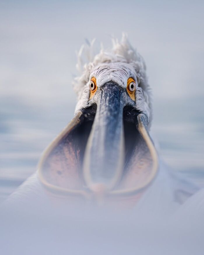 These 58 Wildlife Photos By Alexandra Surkova Show Why Patience Is Everything In Nature Photography These 58 Wildlife Photos By Alexandra Surkova Show Why Patience Is Everything In Nature Photography