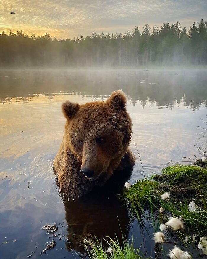 These 58 Wildlife Photos By Alexandra Surkova Show Why Patience Is Everything In Nature Photography These 58 Wildlife Photos By Alexandra Surkova Show Why Patience Is Everything In Nature Photography