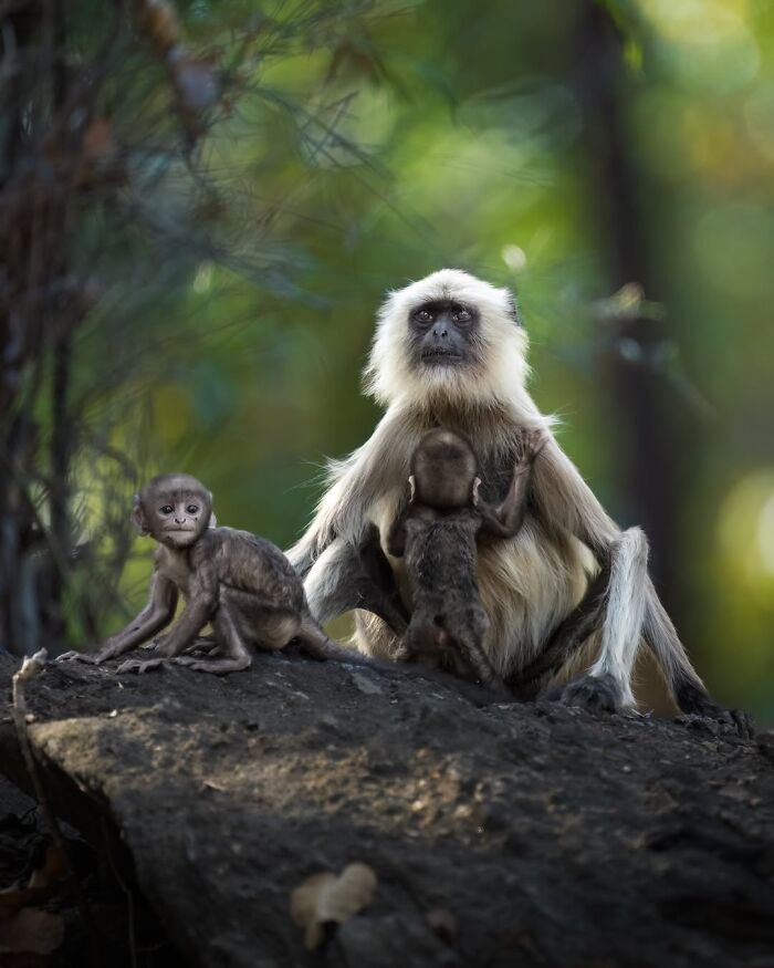 These 58 Wildlife Photos By Alexandra Surkova Show Why Patience Is Everything In Nature Photography These 58 Wildlife Photos By Alexandra Surkova Show Why Patience Is Everything In Nature Photography