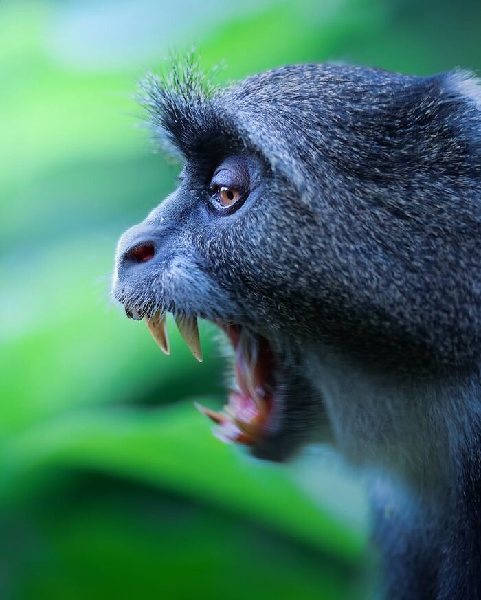 These 58 Wildlife Photos By Alexandra Surkova Show Why Patience Is Everything In Nature Photography These 58 Wildlife Photos By Alexandra Surkova Show Why Patience Is Everything In Nature Photography