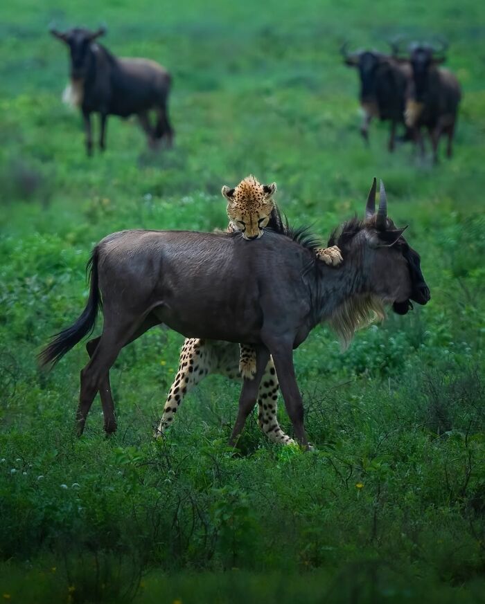 These 58 Wildlife Photos By Alexandra Surkova Show Why Patience Is Everything In Nature Photography These 58 Wildlife Photos By Alexandra Surkova Show Why Patience Is Everything In Nature Photography