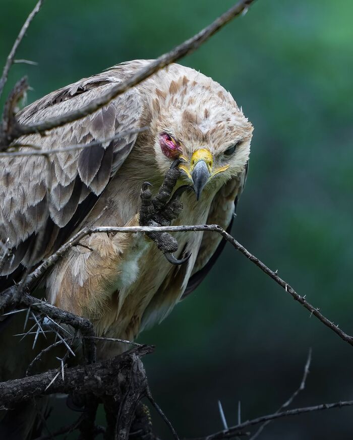 These 58 Wildlife Photos By Alexandra Surkova Show Why Patience Is Everything In Nature Photography These 58 Wildlife Photos By Alexandra Surkova Show Why Patience Is Everything In Nature Photography