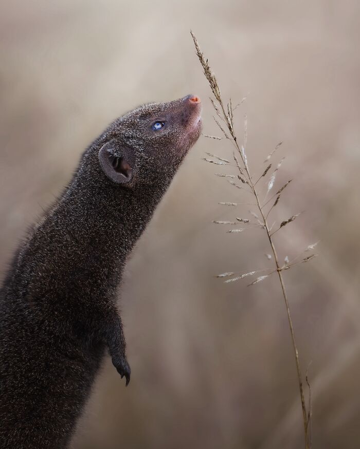 These 58 Wildlife Photos By Alexandra Surkova Show Why Patience Is Everything In Nature Photography These 58 Wildlife Photos By Alexandra Surkova Show Why Patience Is Everything In Nature Photography