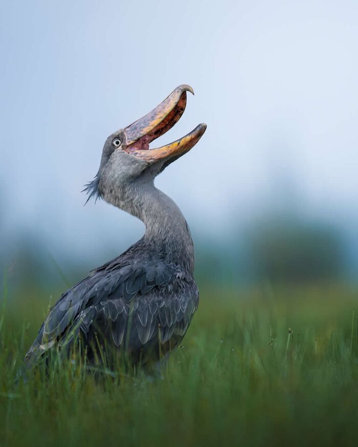 These 58 Wildlife Photos By Alexandra Surkova Show Why Patience Is Everything In Nature Photography These 58 Wildlife Photos By Alexandra Surkova Show Why Patience Is Everything In Nature Photography