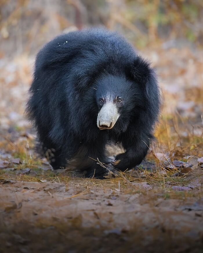 These 58 Wildlife Photos By Alexandra Surkova Show Why Patience Is Everything In Nature Photography These 58 Wildlife Photos By Alexandra Surkova Show Why Patience Is Everything In Nature Photography