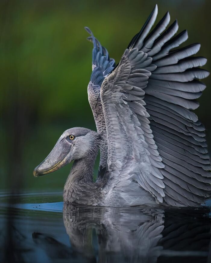 These 58 Wildlife Photos By Alexandra Surkova Show Why Patience Is Everything In Nature Photography These 58 Wildlife Photos By Alexandra Surkova Show Why Patience Is Everything In Nature Photography