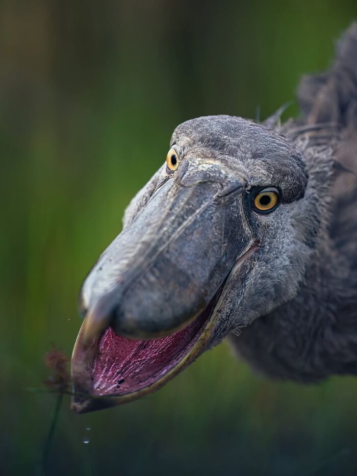 These 58 Wildlife Photos By Alexandra Surkova Show Why Patience Is Everything In Nature Photography These 58 Wildlife Photos By Alexandra Surkova Show Why Patience Is Everything In Nature Photography