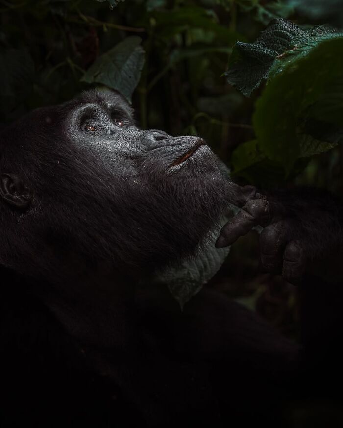 These 58 Wildlife Photos By Alexandra Surkova Show Why Patience Is Everything In Nature Photography These 58 Wildlife Photos By Alexandra Surkova Show Why Patience Is Everything In Nature Photography