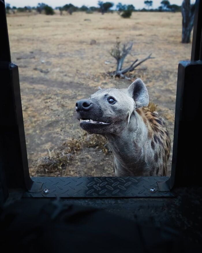 These 58 Wildlife Photos By Alexandra Surkova Show Why Patience Is Everything In Nature Photography These 58 Wildlife Photos By Alexandra Surkova Show Why Patience Is Everything In Nature Photography