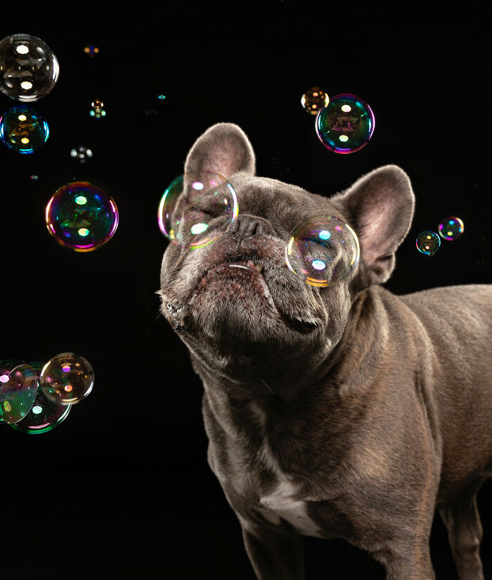 I Photographed Dogs Chasing Bubbles, And The Results Were Absolutely Hilarious (40 Pics) I Photographed Dogs Chasing Bubbles, And The Results Were Absolutely Hilarious (40 Pics)