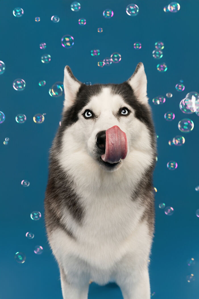 I Photographed Dogs Chasing Bubbles, And The Results Were Absolutely Hilarious (40 Pics) I Photographed Dogs Chasing Bubbles, And The Results Were Absolutely Hilarious (40 Pics)