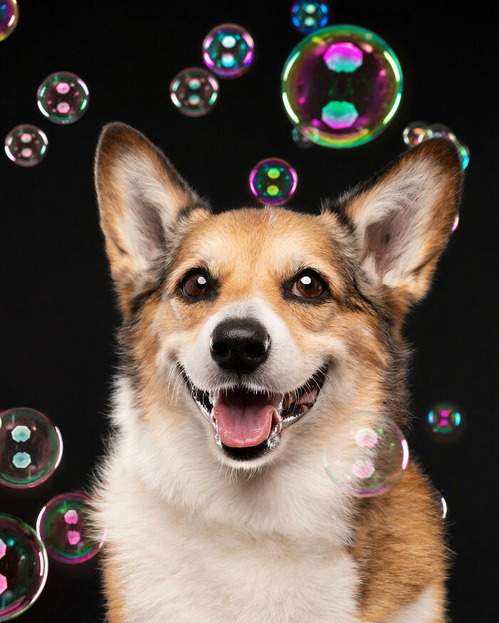 I Photographed Dogs Chasing Bubbles, And The Results Were Absolutely Hilarious (40 Pics) I Photographed Dogs Chasing Bubbles, And The Results Were Absolutely Hilarious (40 Pics)