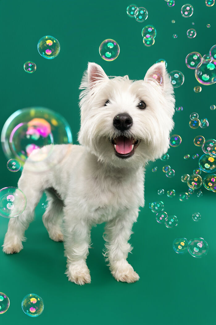 I Photographed Dogs Chasing Bubbles, And The Results Were Absolutely Hilarious (40 Pics) I Photographed Dogs Chasing Bubbles, And The Results Were Absolutely Hilarious (40 Pics)