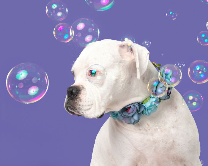 I Photographed Dogs Chasing Bubbles, And The Results Were Absolutely Hilarious (40 Pics) I Photographed Dogs Chasing Bubbles, And The Results Were Absolutely Hilarious (40 Pics)