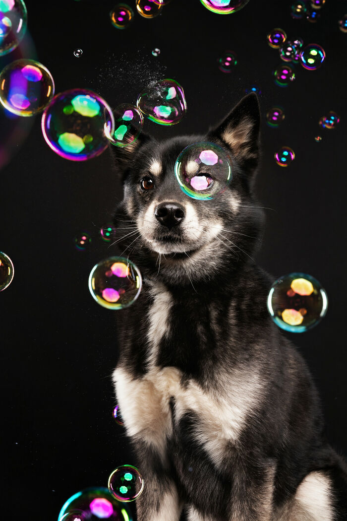I Photographed Dogs Chasing Bubbles, And The Results Were Absolutely Hilarious (40 Pics) I Photographed Dogs Chasing Bubbles, And The Results Were Absolutely Hilarious (40 Pics)