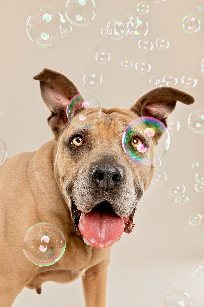I Photographed Dogs Chasing Bubbles, And The Results Were Absolutely Hilarious (40 Pics) I Photographed Dogs Chasing Bubbles, And The Results Were Absolutely Hilarious (40 Pics)