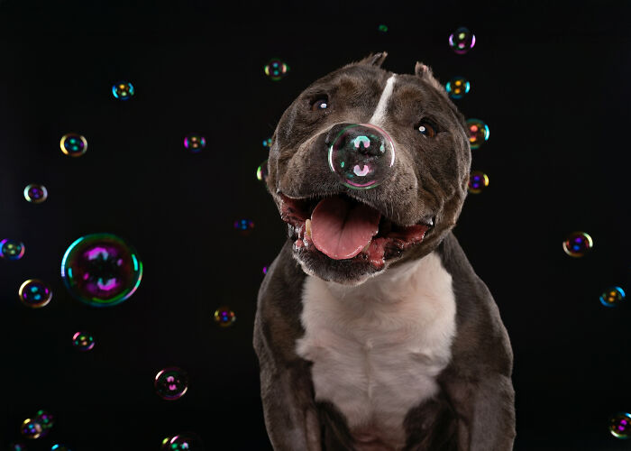 I Photographed Dogs Chasing Bubbles, And The Results Were Absolutely Hilarious (40 Pics) I Photographed Dogs Chasing Bubbles, And The Results Were Absolutely Hilarious (40 Pics)