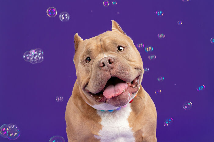 I Photographed Dogs Chasing Bubbles, And The Results Were Absolutely Hilarious (40 Pics) I Photographed Dogs Chasing Bubbles, And The Results Were Absolutely Hilarious (40 Pics)