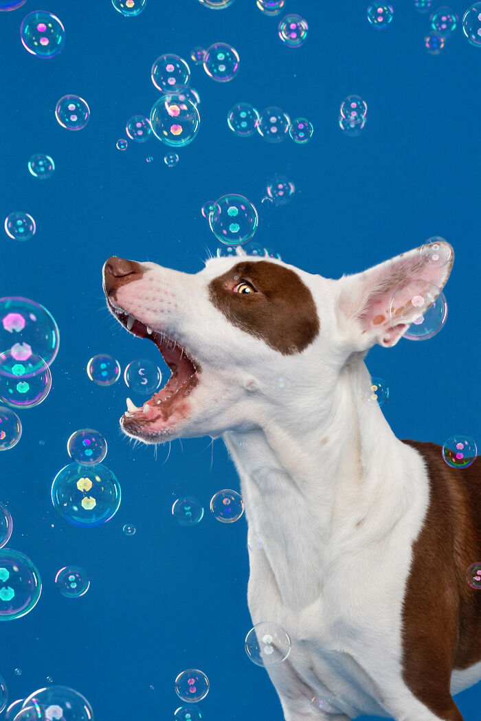 I Photographed Dogs Chasing Bubbles, And The Results Were Absolutely Hilarious (40 Pics) I Photographed Dogs Chasing Bubbles, And The Results Were Absolutely Hilarious (40 Pics)