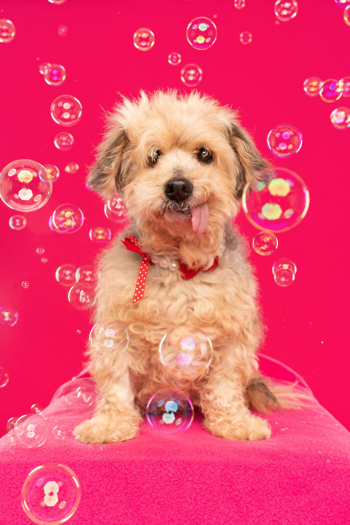 I Photographed Dogs Chasing Bubbles, And The Results Were Absolutely Hilarious (40 Pics) I Photographed Dogs Chasing Bubbles, And The Results Were Absolutely Hilarious (40 Pics)