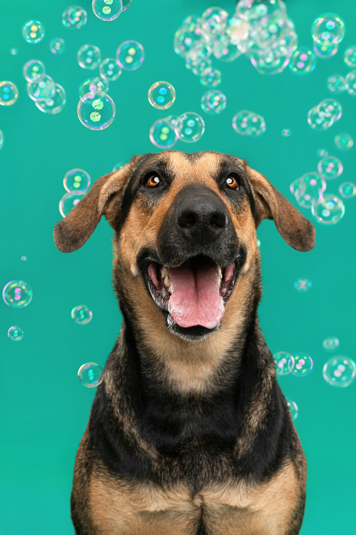I Photographed Dogs Chasing Bubbles, And The Results Were Absolutely Hilarious (40 Pics) I Photographed Dogs Chasing Bubbles, And The Results Were Absolutely Hilarious (40 Pics)
