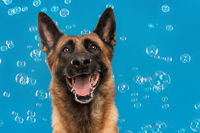 I Photographed Dogs Chasing Bubbles, And The Results Were Absolutely Hilarious (40 Pics) I Photographed Dogs Chasing Bubbles, And The Results Were Absolutely Hilarious (40 Pics)