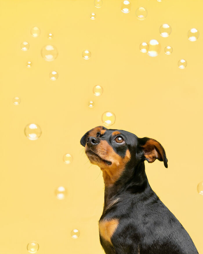 I Photographed Dogs Chasing Bubbles, And The Results Were Absolutely Hilarious (40 Pics) I Photographed Dogs Chasing Bubbles, And The Results Were Absolutely Hilarious (40 Pics)