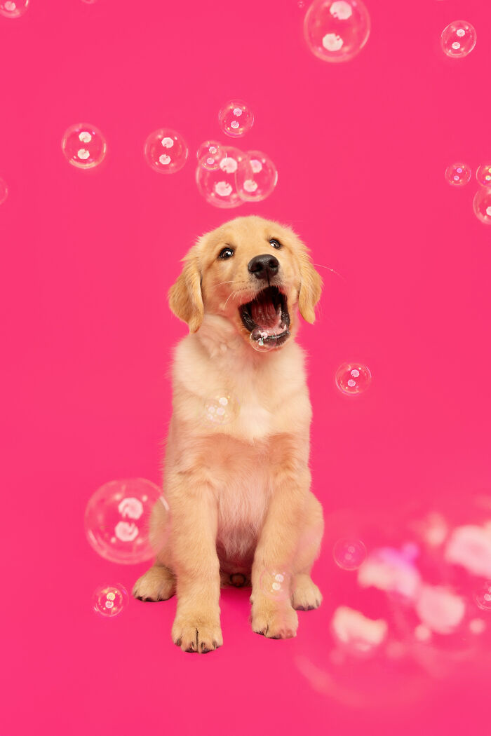 I Photographed Dogs Chasing Bubbles, And The Results Were Absolutely Hilarious (40 Pics) I Photographed Dogs Chasing Bubbles, And The Results Were Absolutely Hilarious (40 Pics)